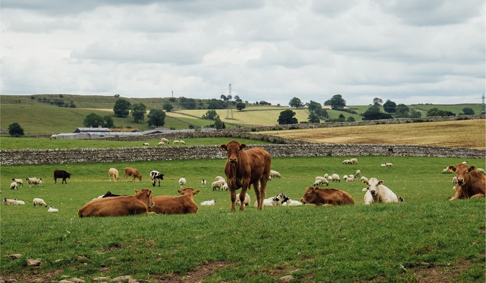 Brown cows and white sheep grazing in a field together